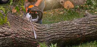 Best Tree Preservation Services  in Keizer, OR